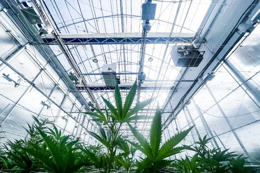 How to Start a Grow Operation in Michigan: Cannabis Steps